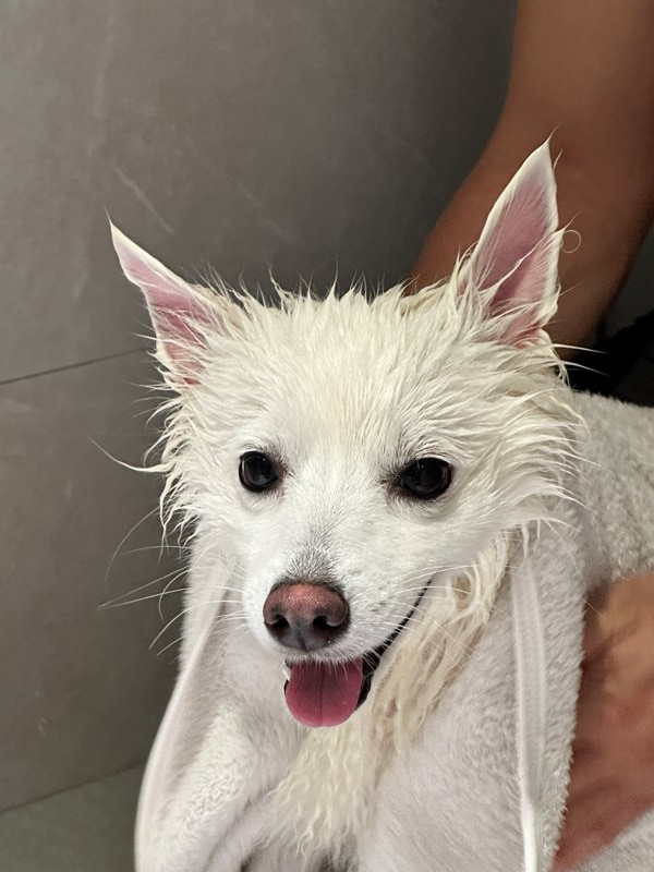 女人知己試用大隊,口碑行銷,部落客行銷,Goodmofamily歸毛家族 寵物肌膚救星組,歸毛家族 寵物肌膚救星,舒敏保濕洗毛乳,護膚噴液,精萃營養霜,博士30年生技專業,給足皮膚營養保護力,無抗生素 無類固醇,神經醯胺,19種綜合胺基酸,榮獲SNQ國家認證,上萬毛爸媽見證,3週幫助皮膚健康,NO.1寵物肌膚口碑霸主,寵物第一護膚領導品牌